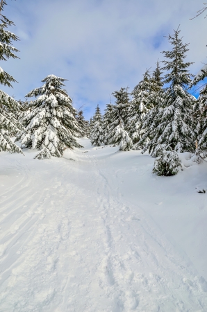 Beautiful snow-white mountain landscape. Snow-covered green Christmas trees on a mountain trail.の写真素材