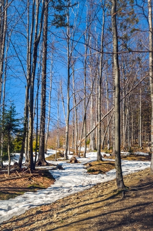 Forest spring landscape. Trees without leaves on a mountain trail.の写真素材