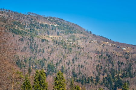 Spring mountain landscape. Colorful trees on the hills.の写真素材