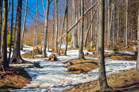 Forest spring landscape. Trees without leaves on a mountain trail.の写真素材