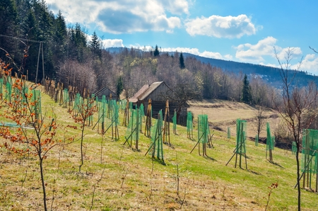 Breeding of trees in the mountains. Tree seedlings on a mountain clearing.の写真素材