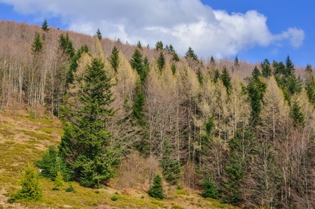 Beautiful spring mountain nature. Colorful trees on the hills on a sunny day.の写真素材