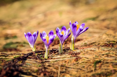 Beautiful purple seasonal flowers. Crocuses on a glade in Polish mountains.の写真素材