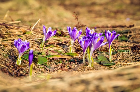 Beautiful purple seasonal flowers. Crocuses on a glade in Polish mountains.の写真素材