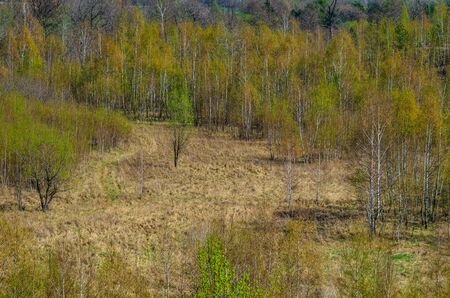 Natural spring background. Trees on a meadow in the forest.の写真素材