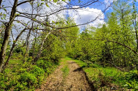 Beautiful spring scenery in the mountains. Mountain trail among green trees in the forest.の写真素材