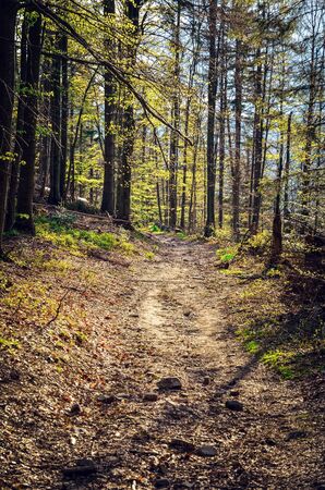 Beautiful spring forest scenery. Sunlit trail in the mountains.の写真素材