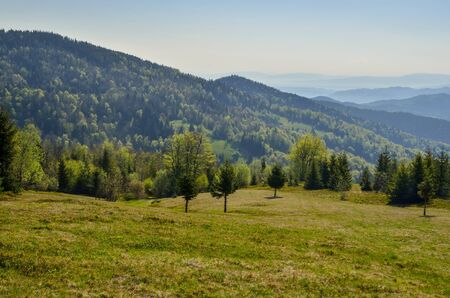 Beautiful mountain spring landscape. Green trees on the glade in the Polish mountains.の写真素材