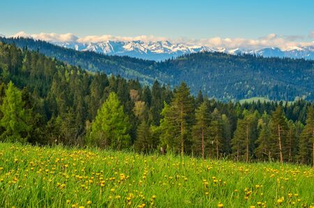Beautiful spring mountain landscape. Green meadows with yellow flowers and snow-capped mountains.の写真素材