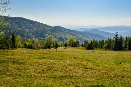 Beautiful mountain spring landscape. Green trees on the glade in the Polish mountains.の写真素材