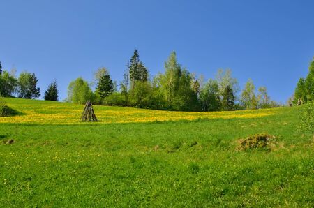 Beautiful springtime rural landscape. Green meadow in Polish mountains.の写真素材
