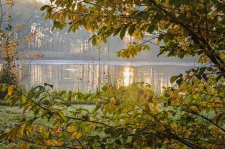 Beautiful autumn landscape. Colorful trees with a pond in the background in a city park.の写真素材