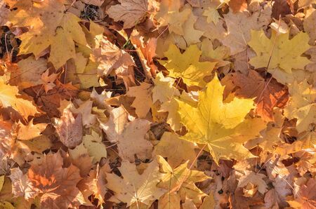 Natural autumn background. Texture of colorful autumn leaves.