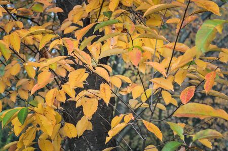 Beautiful autumn background. The leaves are goldenly lit by the sun.の写真素材