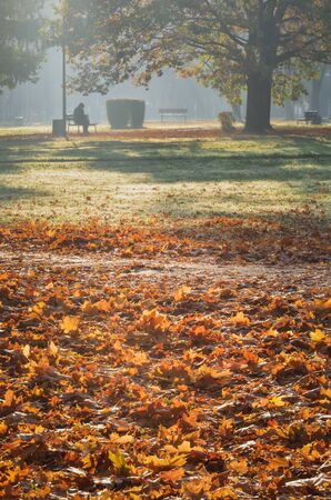 Urban autumn landscape. Carpet of golden leaves in a city park.の写真素材