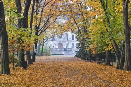 Beautiful autumn landscape. Colorful tree leaves in a city park.の写真素材