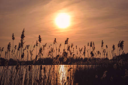 Orange sunrise on the lake. The sun and grass against the backdrop of the beautiful sky.