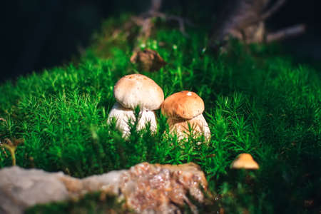 Beautiful autumn nature. Two mushrooms in the green forest.の写真素材