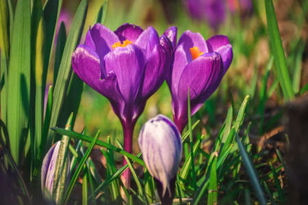 Colorful natural background with flowers. Beautiful crocuses on a green glade to welcome spring. Photo in shallow depth of field.の写真素材
