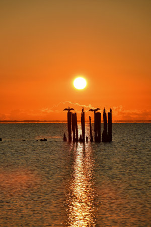 Beautiful morning seaside view. Birds at the Polish seaside with the morning sun in the background.の写真素材