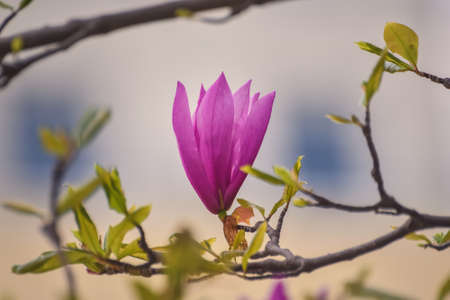 Beautiful floral scene. Pink flower with a nice blurry background. Photo in shallow depth of field.の写真素材