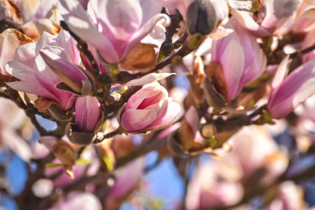 Beautiful floral concept. Pink magnolias in a spring edition. Photo with shallow depth of field.の写真素材