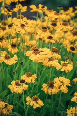 Yellow floral natural background. Yellow flowers in the green summer grass. Photos in shallow depth of field with blur.の写真素材