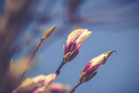 Beautiful floral concept. Pink magnolias in a spring edition. Photo with shallow depth of field.の写真素材