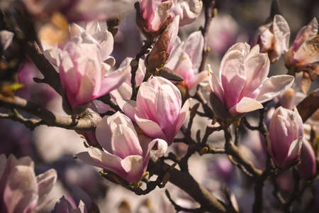 Beautiful floral concept. Pink magnolias in a spring edition. Photo with shallow depth of field.の写真素材