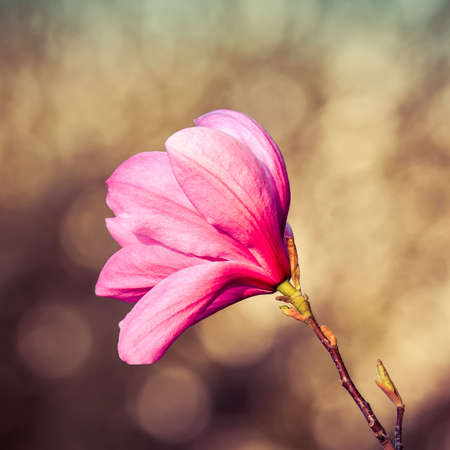Beautiful floral concept. Pink magnolias in a spring edition. Photo with shallow depth of field.の写真素材