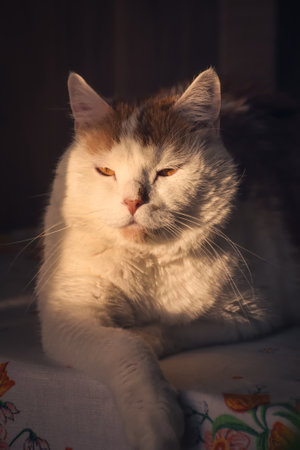 Portrait of a nice pet. Cat is muzzle lit by the morning sun.の写真素材