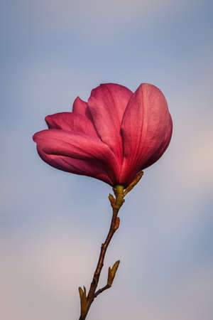 Close up of a pink flower. Beautiful magnolia with a blue sky background. Photo with shallow depth of field.の写真素材