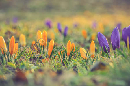 Colorful natural background with flowers. Beautiful crocuses on a green glade to welcome spring. Photo in shallow depth of field.の写真素材