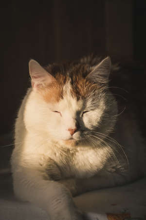 Portrait of a nice pet. Cat is muzzle lit by the morning sun.の写真素材