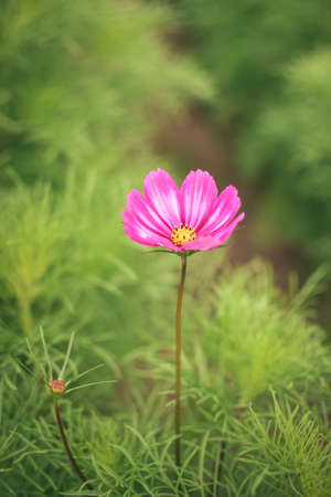 Lonely pink flower on a green blurry background. Cosmos flower in green grass. Photo in shallow depth of field.の写真素材