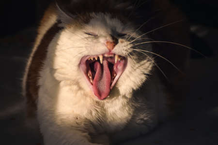 Portrait concept of a domestic animal. Zoom in on the cat's mouth with the tongue sticking out. Photo with shallow depth of field.の写真素材