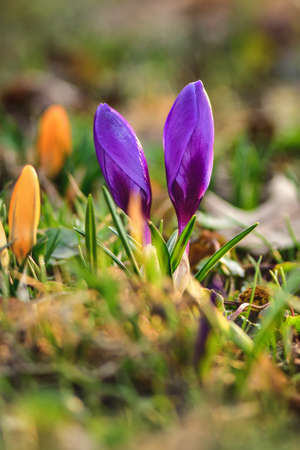 Colorful floral concept. Beautiful crocuses on a green glade to welcome spring. Photo in shallow depth of field.の写真素材