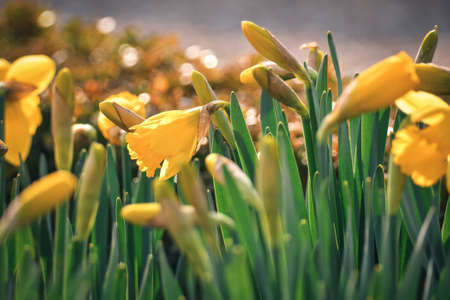Beautiful floral natural background. Yellow daffodil with a beautifully blurred background. Photo in shallow depth of field.の写真素材