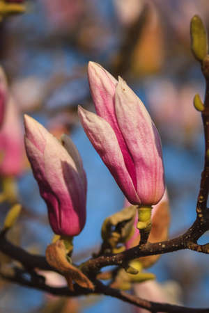 Beautiful floral concept. Pink magnolias in a spring edition. Photo with shallow depth of field.の写真素材