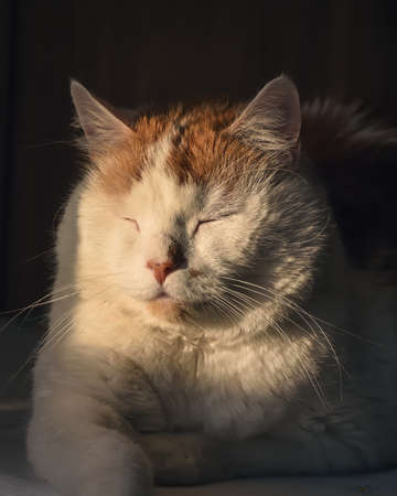 Portrait of a nice pet. Cat is muzzle lit by the morning sun.の写真素材