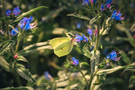 Beautiful summer flower scenery. Close up of a green butterfly on a flower. Photo in shallow depth of field.の写真素材