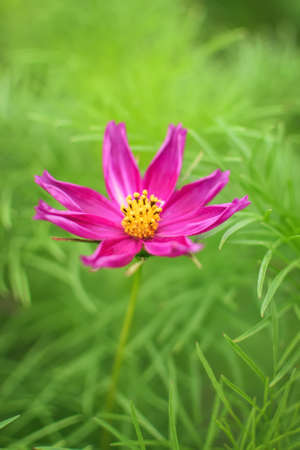 Lonely pink flower on a green blurry background. Cosmos flower in green grass. Photo in shallow depth of field.の写真素材