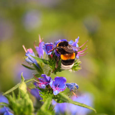 Beautiful green natural scene. Bee in a summer flower. Photo in shallow depth of field.の写真素材