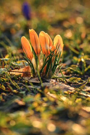 Natural scene with flowers. Beautiful crocuses on a green glade to welcome spring. Photo in shallow depth of field.の写真素材