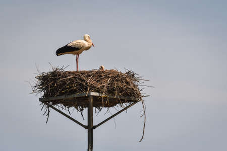Early spring scene. Storks in a nest with a blue sky in the background.の写真素材