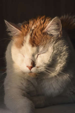 Portrait of a nice pet. Cat is muzzle lit by the morning sun.の写真素材