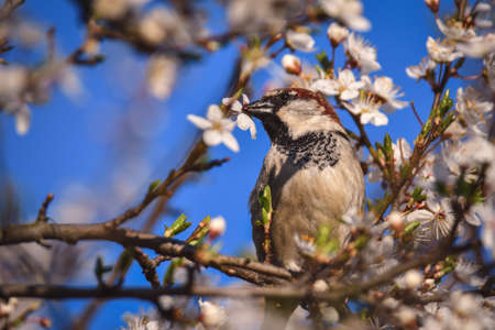Spring fauna and flora. Common sparrow on tree branches.の写真素材