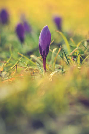 Colorful natural scene with flowers. Beautiful crocus on a green glade to welcome spring. Photo in shallow depth of field.の写真素材