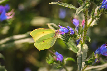 Beautiful summer flower scenery. Close up of a green butterfly on a flower. Photo in shallow depth of field.の写真素材