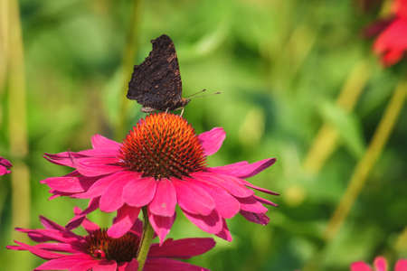 Beautiful summer flower scenery. Close up of a butterfly on a pink flower. Photo in shallow depth of field.の写真素材